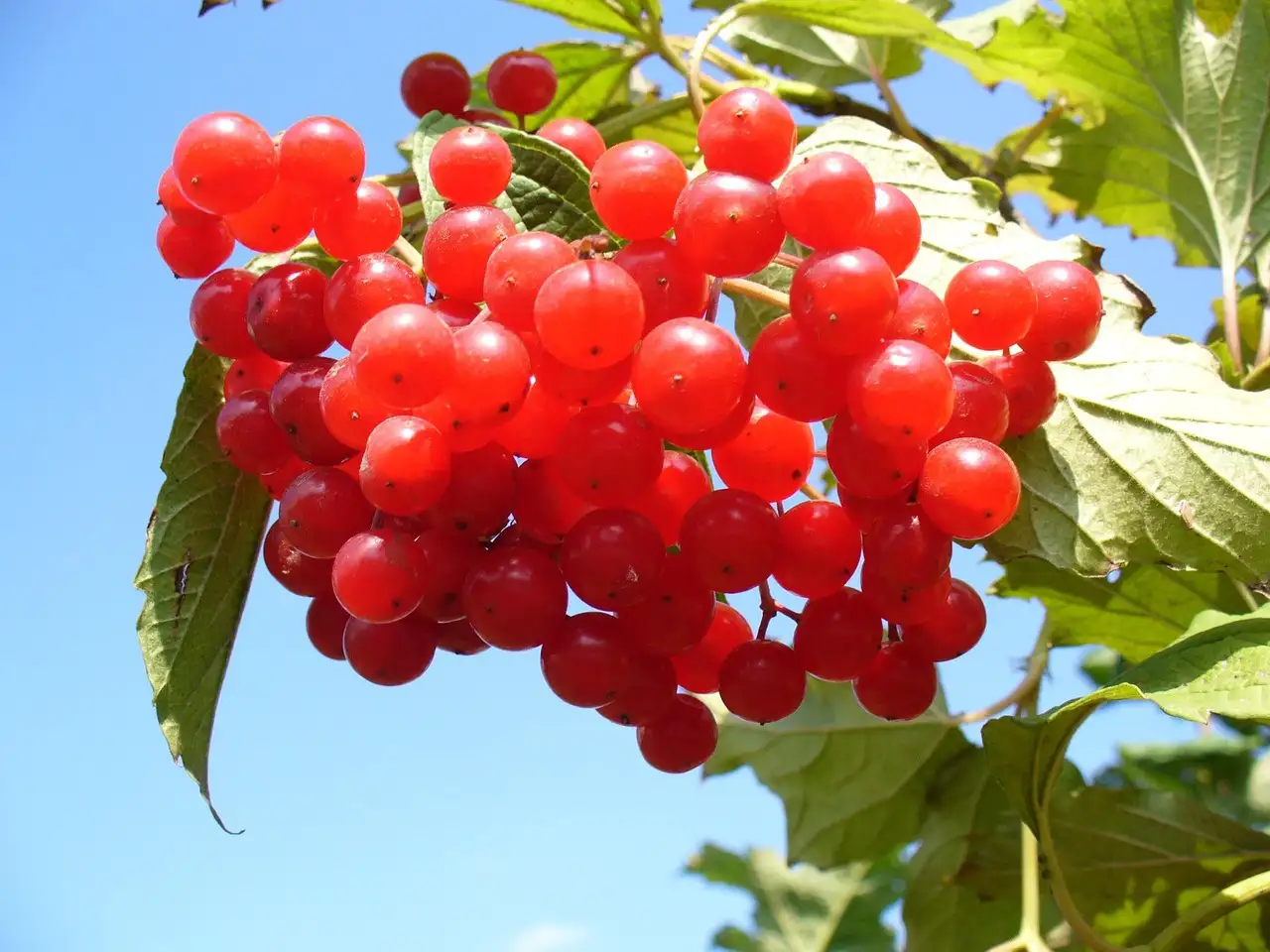 Cranberry en nierstenen: wat is het verband?