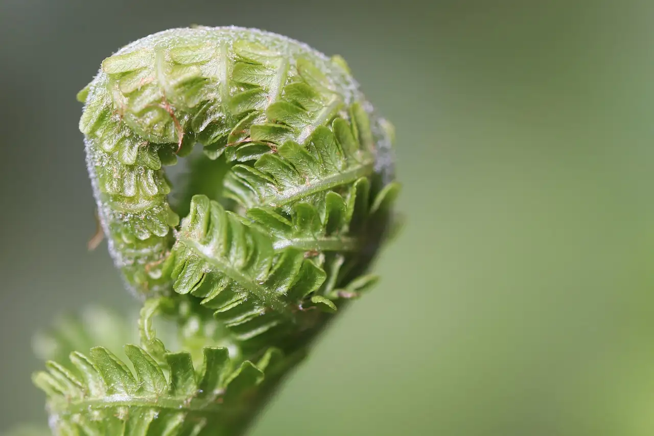 Leven na een niertransplantatie: tips en advies